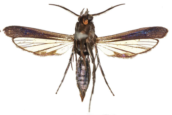 /filer/webapps/moths/media/images/K/kapanga_Similisynagris_HT_COGMb.JPG