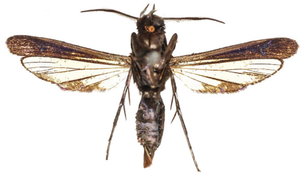 /filer/webapps/moths/media/images/K/kapanga_Similisynagris_PTM_COGMb.jpg