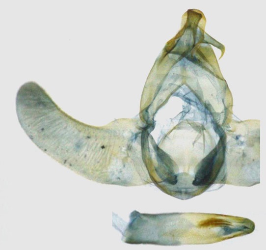 /filer/webapps/moths/media/images/K/kapangaensis_Thubdora_GMHT_RMCA.jpg