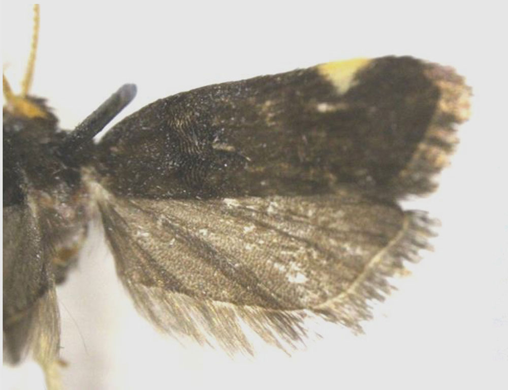/filer/webapps/moths/media/images/K/kapangaensis_Thubdora_HT_RMCA.jpg