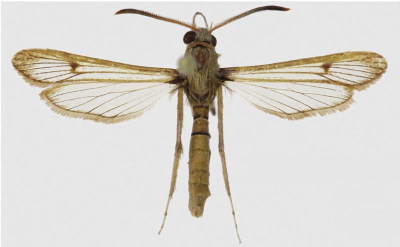 /filer/webapps/moths/media/images/K/kaphetea_Hyleina_HT_SAMCa.jpg