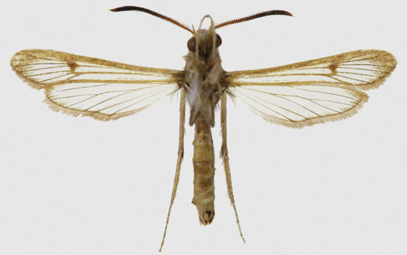 /filer/webapps/moths/media/images/K/kaphetea_Hyleina_HT_SAMCb.jpg