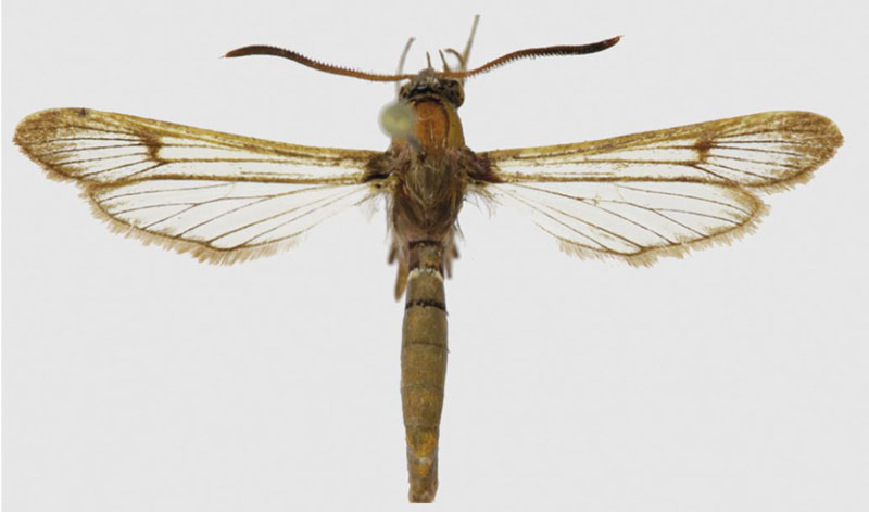 /filer/webapps/moths/media/images/K/kaphetea_Hyleina_PTM_SAMC.jpg