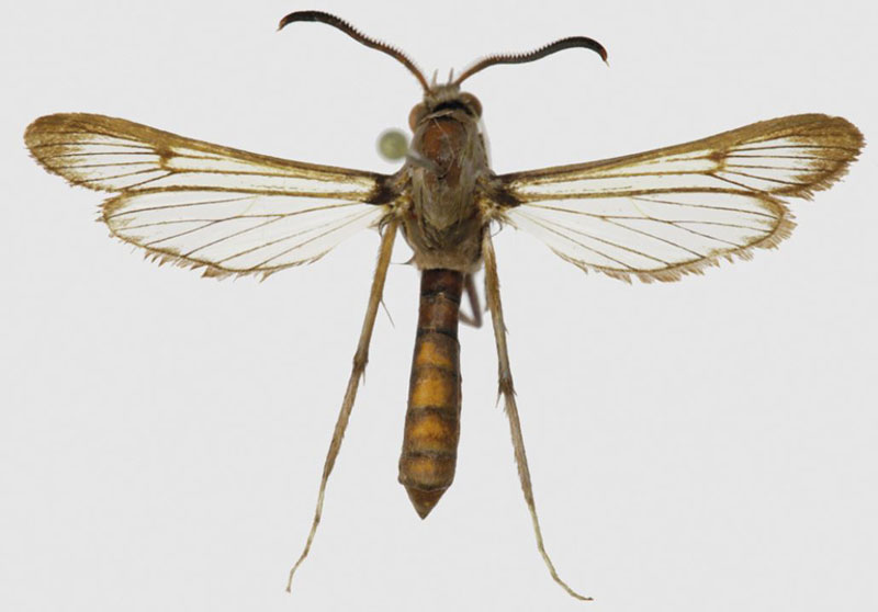 /filer/webapps/moths/media/images/K/kaphetea_Hyleina_PTM_SMNS.jpg