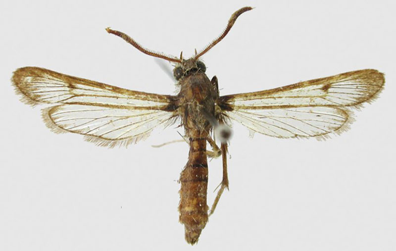 /filer/webapps/moths/media/images/K/kaphetea_Hyleina_PTM_ZSM.jpg