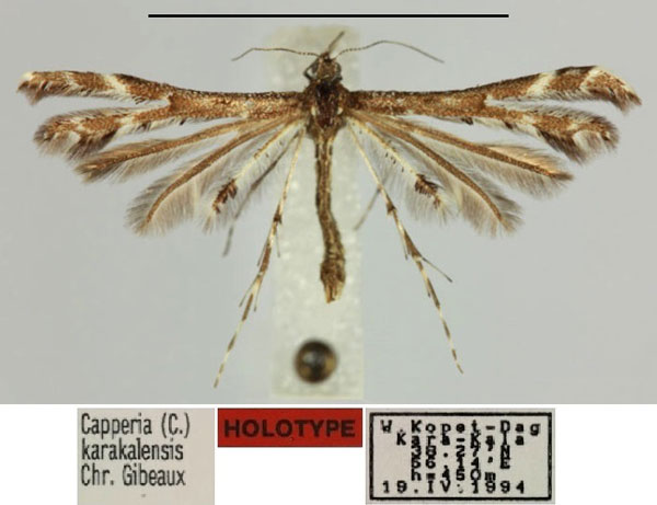 /filer/webapps/moths/media/images/K/karakalensis_Capperia_HT_Gibeaux.jpg