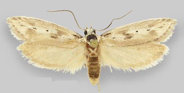 /filer/webapps/moths/media/images/K/karasbergensis_Ethmia_HT_ZMHB.jpg