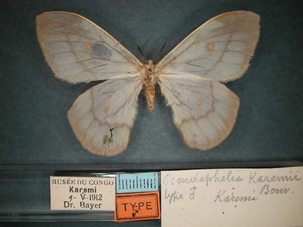 /filer/webapps/moths/media/images/K/karemii_Pseudaphelia_ST_RMCA_01.jpg