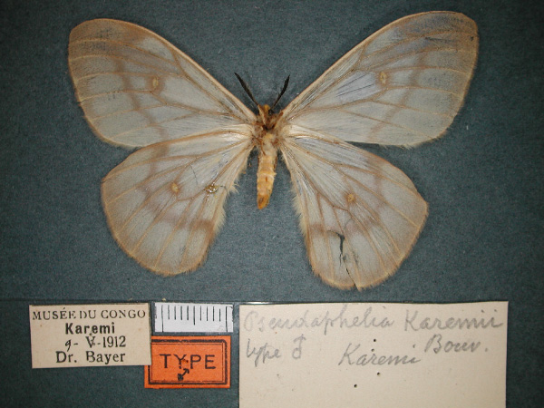 /filer/webapps/moths/media/images/K/karemii_Pseudaphelia_ST_RMCA_02.jpg