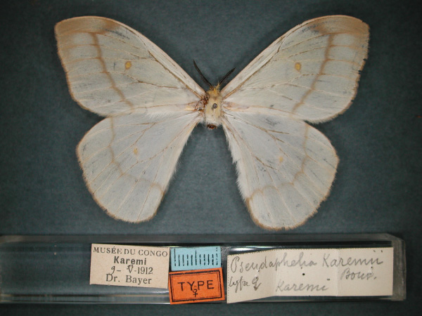 /filer/webapps/moths/media/images/K/karemii_Pseudaphelia_ST_RMCA_03.jpg