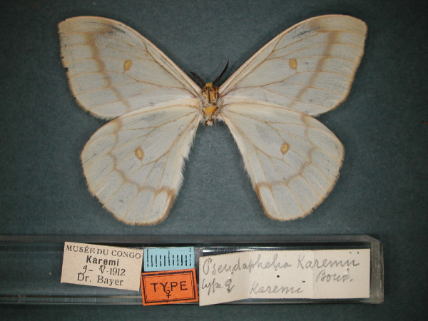 /filer/webapps/moths/media/images/K/karemii_Pseudaphelia_ST_RMCA_04.jpg