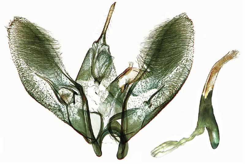 /filer/webapps/moths/media/images/K/karinupponeni_Hellinsia_GMHT_IZBE.jpg