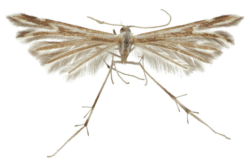 /filer/webapps/moths/media/images/K/karinupponeni_Hellinsia_HT_IZBE.jpg