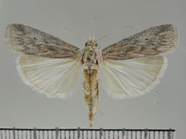 /filer/webapps/moths/media/images/K/karios_Namibicola_PT_ZMHB.jpg