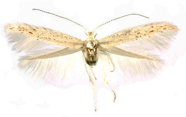 /filer/webapps/moths/media/images/K/karischella_Coleophora_PTF_Baldizzone_02.jpg