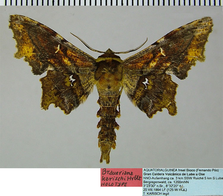 /filer/webapps/moths/media/images/K/karischi_Braueriana_HT_ZSM.jpg