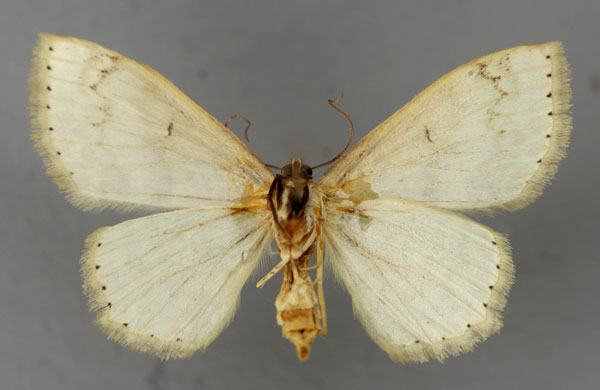 /filer/webapps/moths/media/images/K/karischi_Scopula_HT_ZSM_02.jpg