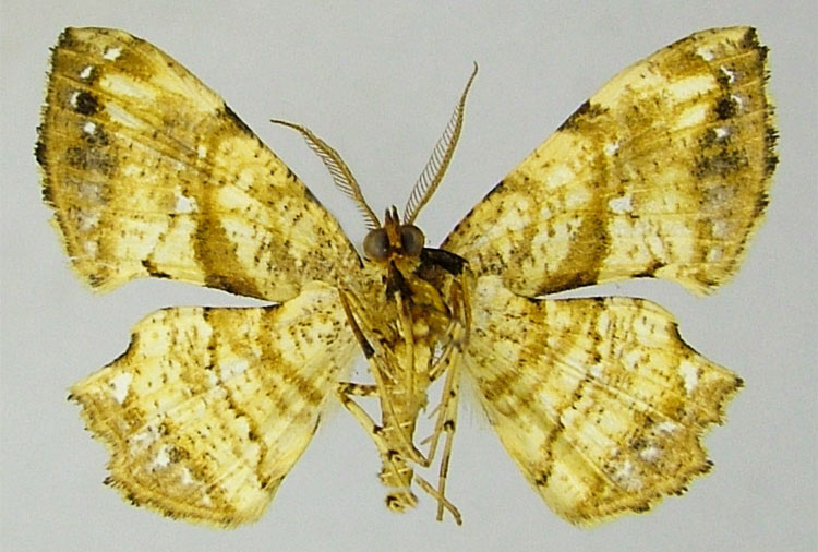 /filer/webapps/moths/media/images/K/karischi_Xenimpia_HT_ZSMb.jpg