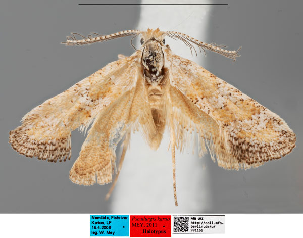 /filer/webapps/moths/media/images/K/karoo_Pseudurgis_HT_MfNa.jpg