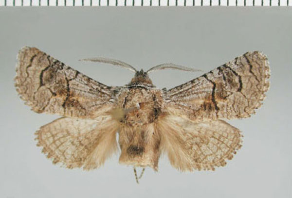 /filer/webapps/moths/media/images/K/karooensis_Meyoarabiella_HT_TMSA.jpg