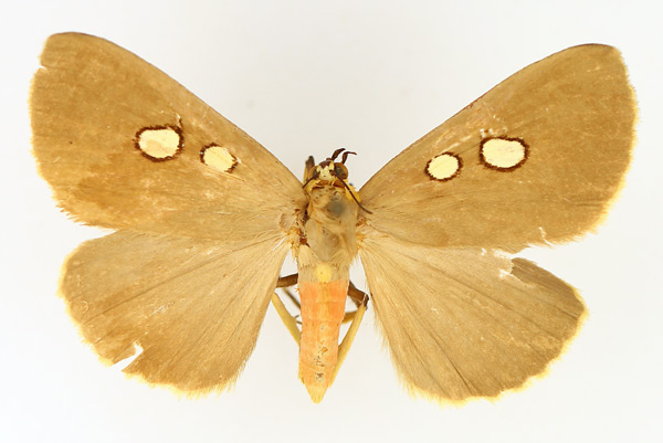 /filer/webapps/moths/media/images/K/karschi_Calesia_AF_TMSA_02.jpg
