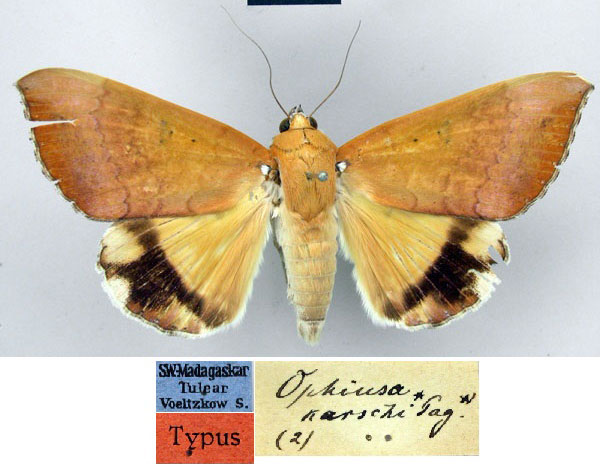 /filer/webapps/moths/media/images/K/karschi_Ophiusa_LT_ZMHB.jpg