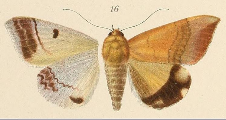 /filer/webapps/moths/media/images/K/karschi_Ophiusa_ST_Voeltzkow_6-16.jpg