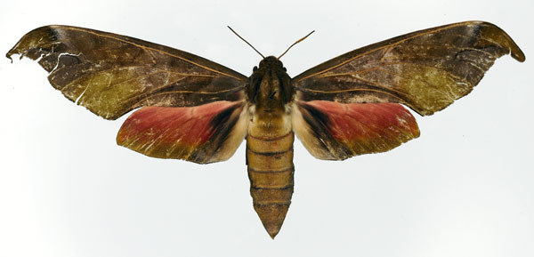 /filer/webapps/moths/media/images/K/karschi_Phylloxiphia_AF_Basquin.jpg