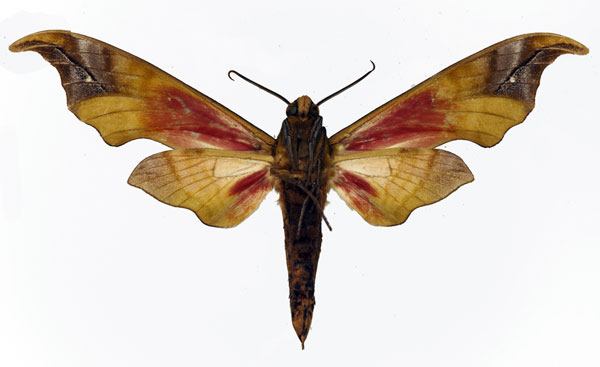 /filer/webapps/moths/media/images/K/karschi_Phylloxiphia_AM_Basquin_01b.jpg