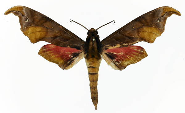 /filer/webapps/moths/media/images/K/karschi_Phylloxiphia_AM_Basquin_02.jpg