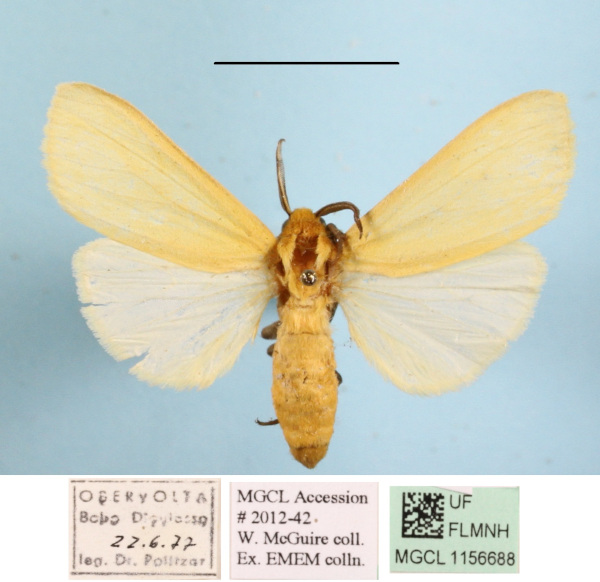 /filer/webapps/moths/media/images/K/karschi_Spilosoma_AF_MGCLa_02_OCvsYO8.JPG