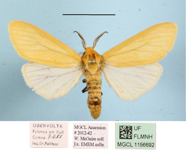 /filer/webapps/moths/media/images/K/karschi_Spilosoma_AM_MGCLa_01.JPG