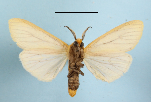 /filer/webapps/moths/media/images/K/karschi_Spilosoma_AM_MGCLb_01.JPG
