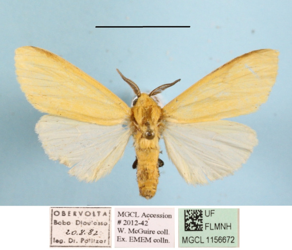 /filer/webapps/moths/media/images/K/karschi_Spilosoma_A_MGCLa_03.JPG