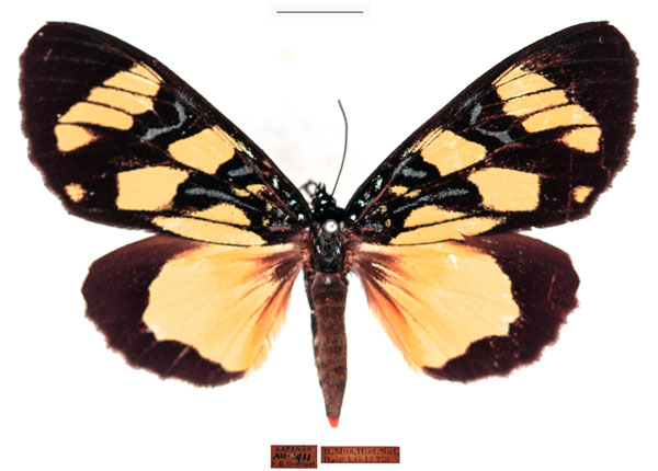 /filer/webapps/moths/media/images/K/karschii_Heraclia_AF_RBINS.jpg