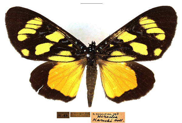 /filer/webapps/moths/media/images/K/karschii_Heraclia_AM_RBINS_01.jpg