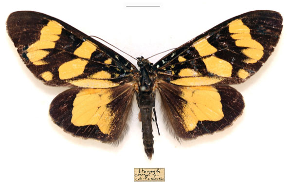 /filer/webapps/moths/media/images/K/karschii_Heraclia_AM_RBINS_02.jpg
