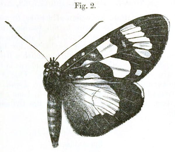 /filer/webapps/moths/media/images/K/karschii_Xanthospilopteryx_Holland_2.jpg