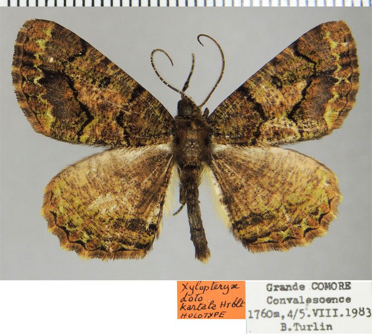 /filer/webapps/moths/media/images/K/kartala_Xylopteryx_HT_ZSMa.jpg