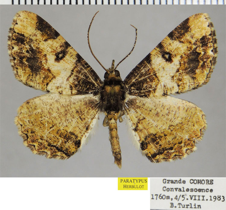 /filer/webapps/moths/media/images/K/kartala_Xylopteryx_PTM_ZSM_01.jpg