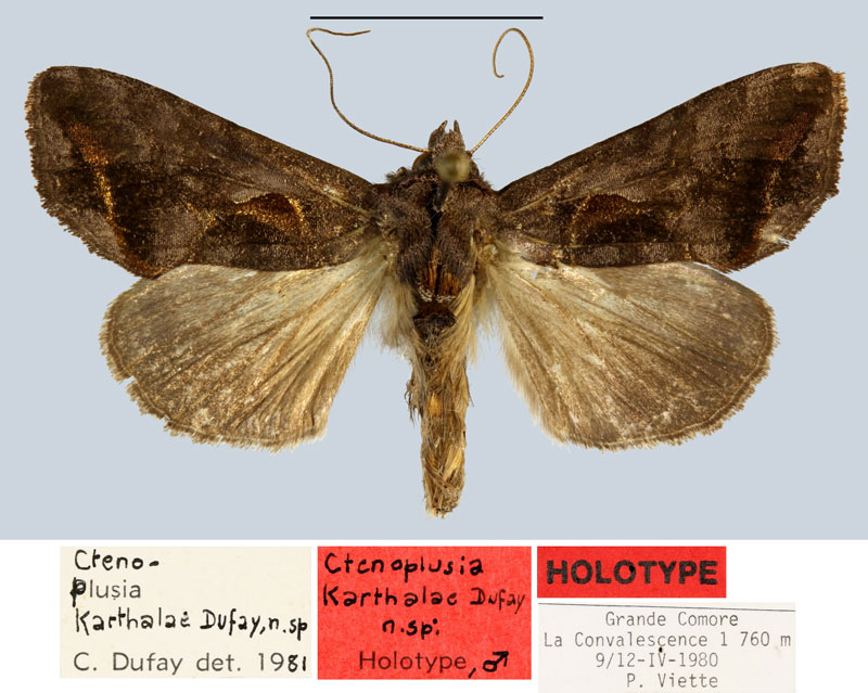 /filer/webapps/moths/media/images/K/karthalae_Ctenoplusia_HT_MNHN.jpg