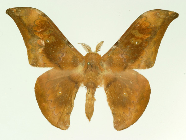 /filer/webapps/moths/media/images/K/kasaiensis_Orthogonioptilum_AM_Basquin.jpg