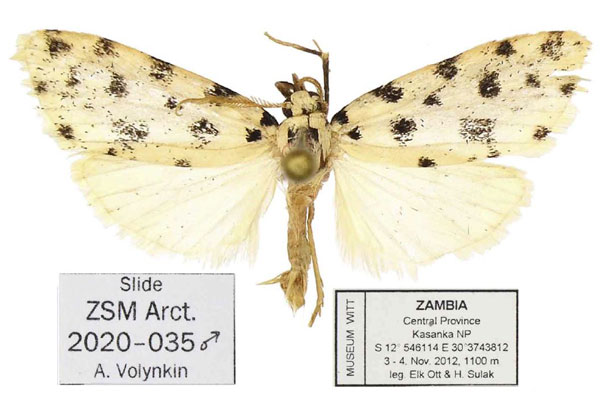 /filer/webapps/moths/media/images/K/kasanka_Siccia_HT_ANHRT.jpg