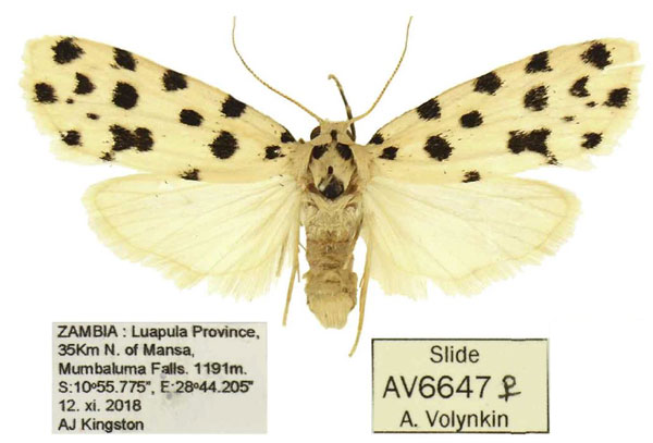 /filer/webapps/moths/media/images/K/kasanka_Siccia_PTF_ANHRT.jpg