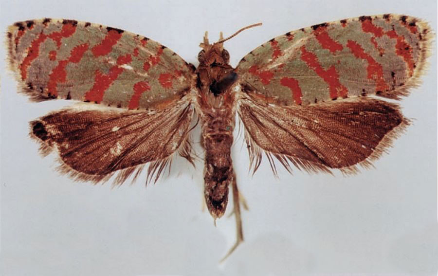 /filer/webapps/moths/media/images/K/kassaicola_Accra_HT_BMNH.jpg