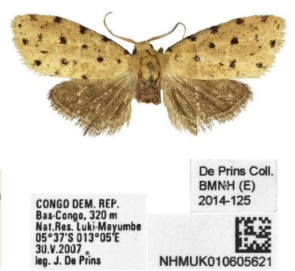 /filer/webapps/moths/media/images/K/kastanota_Siccia_PTM_BMNH.jpg