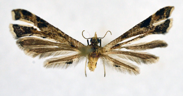 /filer/webapps/moths/media/images/K/kasulua_Platyptilia_HT_NHMO.jpg