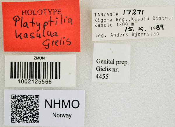 /filer/webapps/moths/media/images/K/kasulua_Platyptilia_HT_NHMOl.jpg