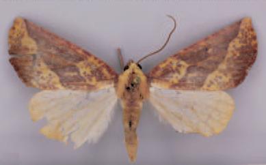 /filer/webapps/moths/media/images/K/kasungensis_Terpnostola_PT_TMSA_01.jpg