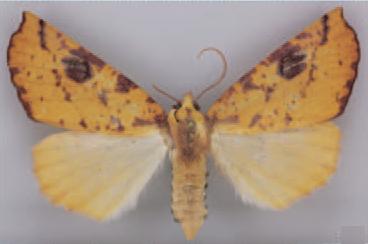 /filer/webapps/moths/media/images/K/kasungensis_Terpnostola_PT_TMSA_02.jpg
